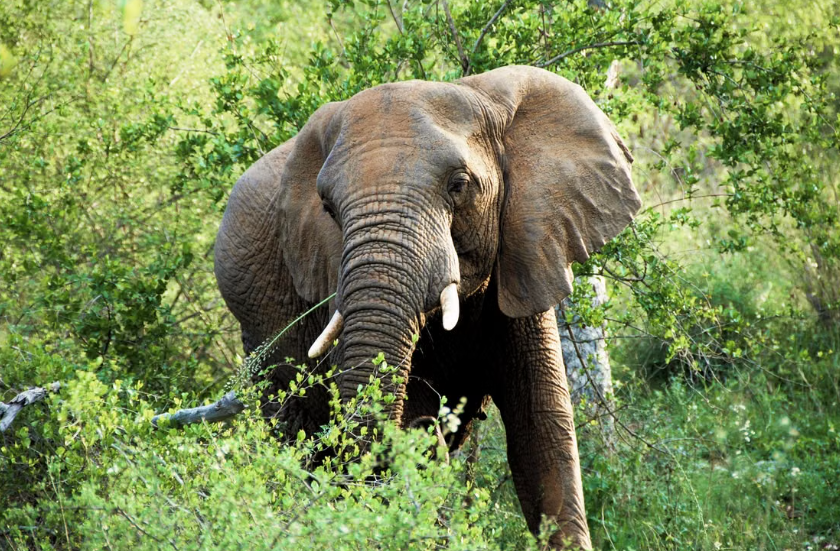 La Tanzanie a créé son premier corridor faunique protégé pour les éléphants.