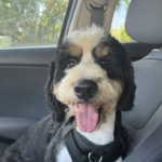 Kash, un chien disparu depuis janvier, a été retrouvé sain et sauf sept mois plus tard