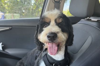 Kash, un chien disparu depuis janvier, a été retrouvé sain et sauf sept mois plus tard