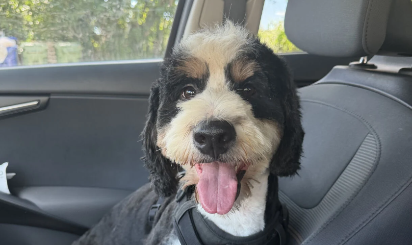 Kash, un chien disparu depuis janvier, a été retrouvé sain et sauf sept mois plus tard