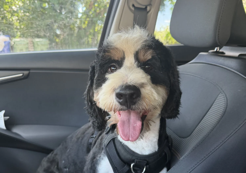 Kash, un chien disparu depuis janvier, a été retrouvé sain et sauf sept mois plus tard