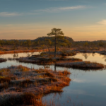 La forêt de Thuringe lance un vaste programme de restauration de 75 tourbières d’ici 2035