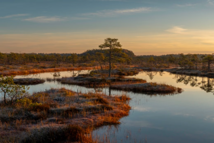 La forêt de Thuringe lance un vaste programme de restauration de 75 tourbières d’ici 2035