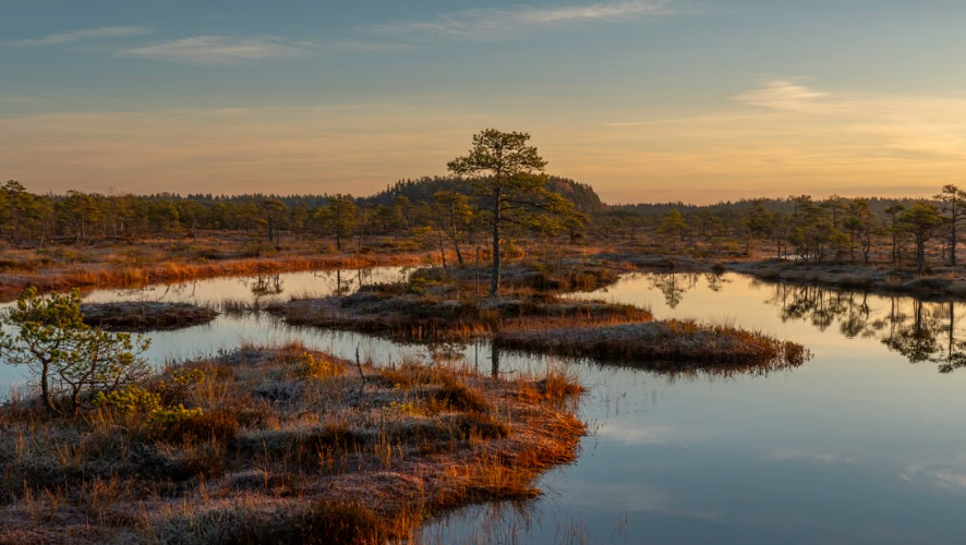 La forêt de Thuringe lance un vaste programme de restauration de 75 tourbières d’ici 2035
