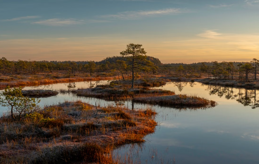 La forêt de Thuringe lance un vaste programme de restauration de 75 tourbières d’ici 2035