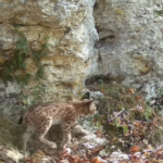 Sauvée alors qu’elle était au bord de la mort en 2025, la lynx Buffy a été filmée avec trois petits dans le Doubs