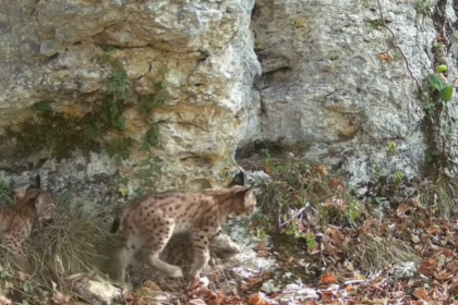 Sauvée alors qu’elle était au bord de la mort en 2025, la lynx Buffy a été filmée avec trois petits dans le Doubs