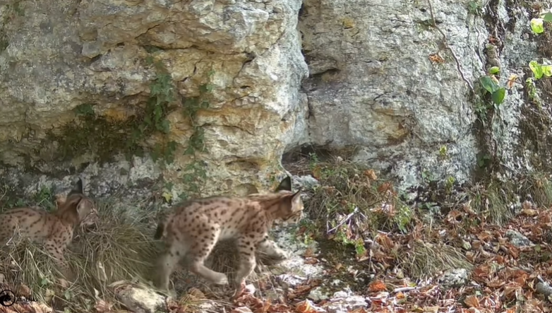 Sauvée alors qu’elle était au bord de la mort en 2025, la lynx Buffy a été filmée avec trois petits dans le Doubs