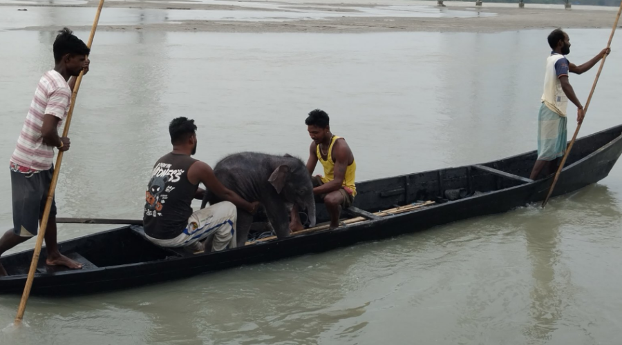 En Inde, cinq pêcheurs ont sauvé un éléphanteau de quelques jours emporté par le courant