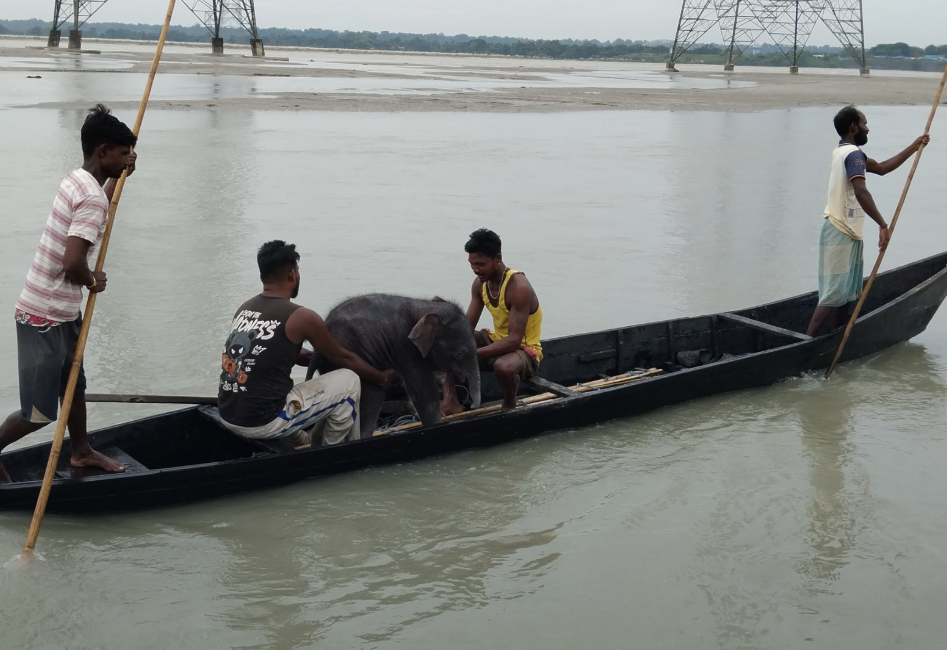 En Inde, cinq pêcheurs ont sauvé un éléphanteau de quelques jours emporté par le courant