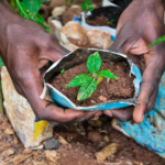 L’Éthiopie a déjà planté 48 milliards d’arbres et vise 50 milliards d’ici 2030.