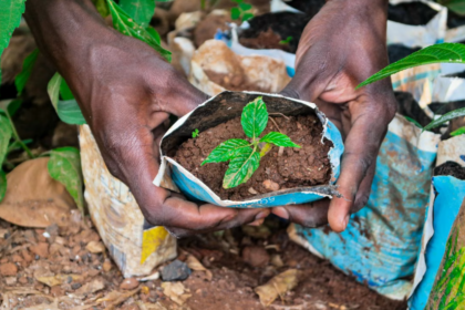 L’Éthiopie a déjà planté 48 milliards d’arbres et vise 50 milliards d’ici 2030.