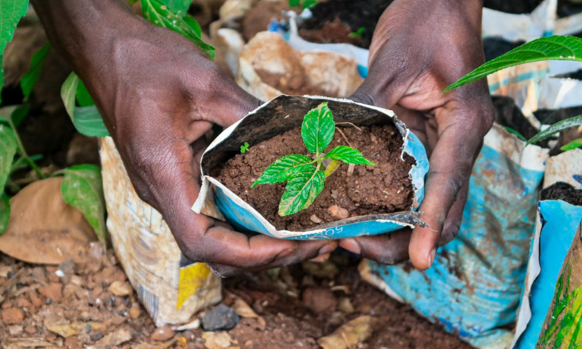 L’Éthiopie a déjà planté 48 milliards d’arbres et vise 50 milliards d’ici 2030.