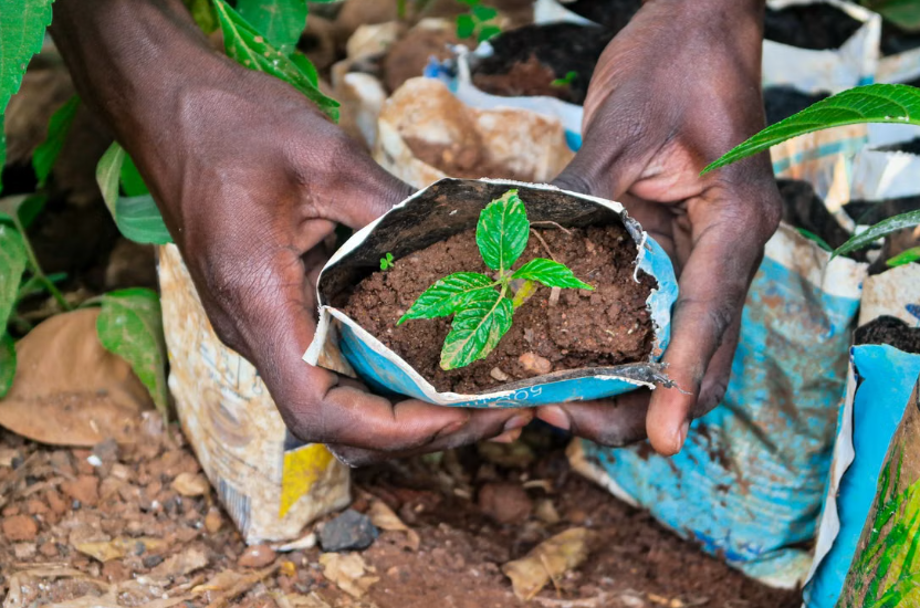 L’Éthiopie a déjà planté 48 milliards d’arbres et vise 50 milliards d’ici 2030.