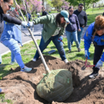 New York a planté 18 261 arbres en 2026, un record depuis dix ans.