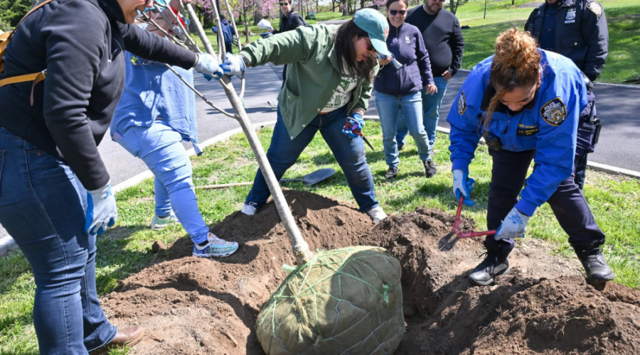 New York a planté 18 261 arbres en 2026, un record depuis dix ans.