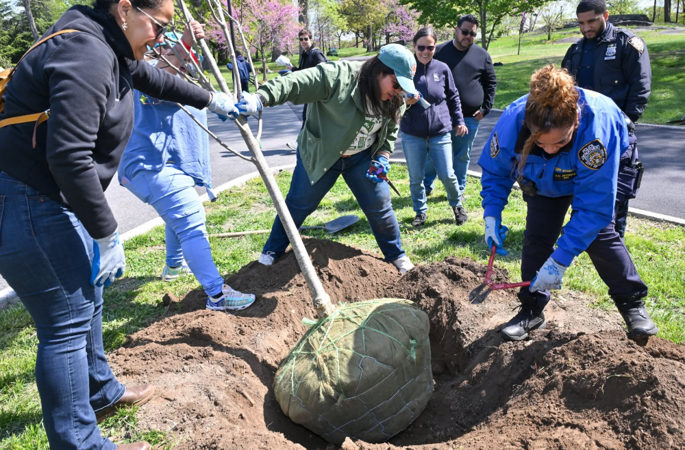 New York a planté 18 261 arbres en 2026, un record depuis dix ans.