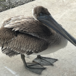 Un pélican brun blessé est venu frapper à la porte de biologistes de la NOAA pour demander de l’aide.