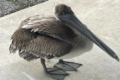 Un pélican brun blessé est venu frapper à la porte de biologistes de la NOAA pour demander de l’aide.
