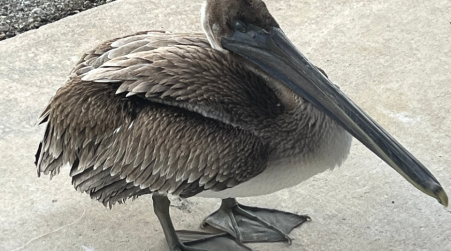 Un pélican brun blessé est venu frapper à la porte de biologistes de la NOAA pour demander de l’aide.