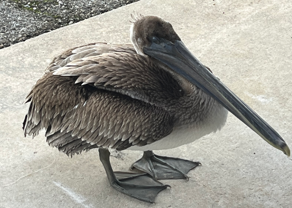 Un pélican brun blessé est venu frapper à la porte de biologistes de la NOAA pour demander de l’aide.