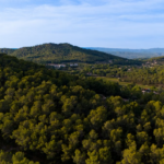 Près de Marseille, une forêt expérimentale étudiée depuis 2007 révèle comment les arbres méditerranéens résistent au manque d’eau