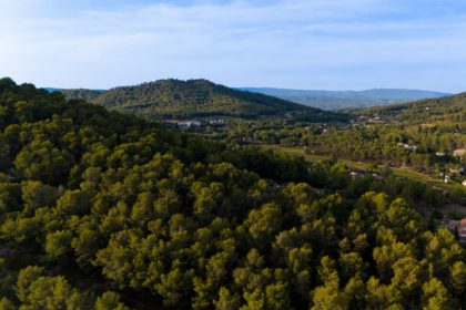Près de Marseille, une forêt expérimentale étudiée depuis 2007 révèle comment les arbres méditerranéens résistent au manque d’eau
