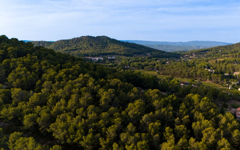 Près de Marseille, une forêt expérimentale étudiée depuis 2007 révèle comment les arbres méditerranéens résistent au manque d’eau