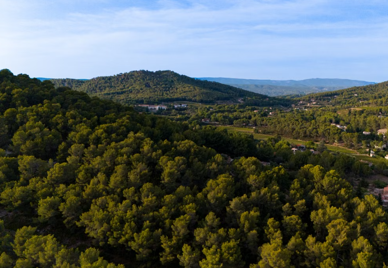 Près de Marseille, une forêt expérimentale étudiée depuis 2007 révèle comment les arbres méditerranéens résistent au manque d’eau