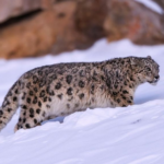 En Inde, le tourisme du léopard des neiges aide à doubler sa population en quatre ans