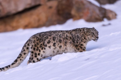 En Inde, le tourisme du léopard des neiges aide à doubler sa population en quatre ans