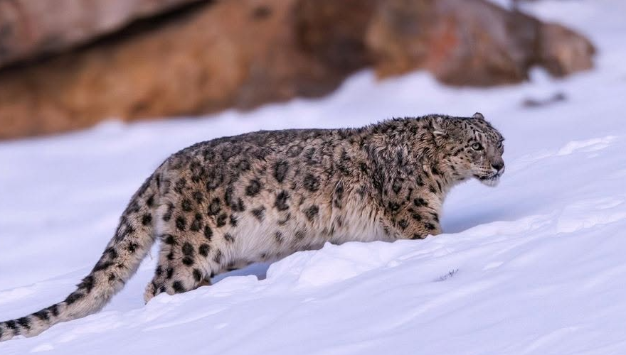 En Inde, le tourisme du léopard des neiges aide à doubler sa population en quatre ans