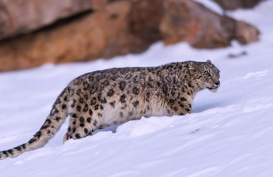 En Inde, le tourisme du léopard des neiges aide à doubler sa population en quatre ans