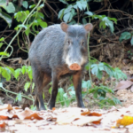 Au Costa Rica, 13 pécaris à lèvres blanches ont retrouvé le parc national de Piedras Blancas après 18 ans d’absence.