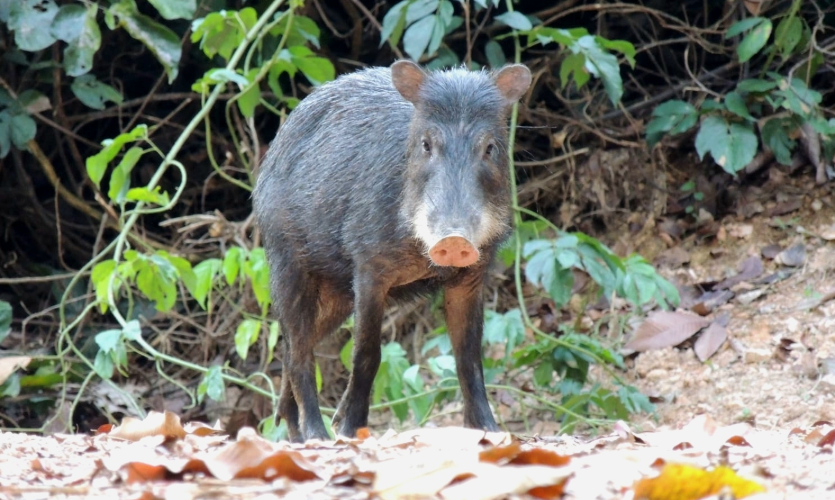 Au Costa Rica, 13 pécaris à lèvres blanches ont retrouvé le parc national de Piedras Blancas après 18 ans d’absence.