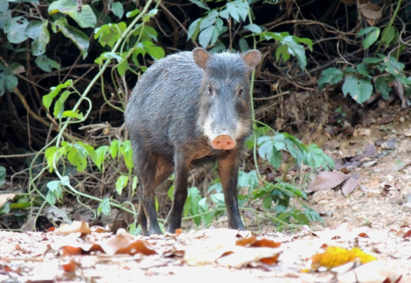 Au Costa Rica, 13 pécaris à lèvres blanches ont retrouvé le parc national de Piedras Blancas après 18 ans d’absence.