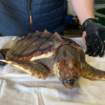 Betty, retrouvée sur une plage anglaise, s’apprête à être relâchée aux Açores