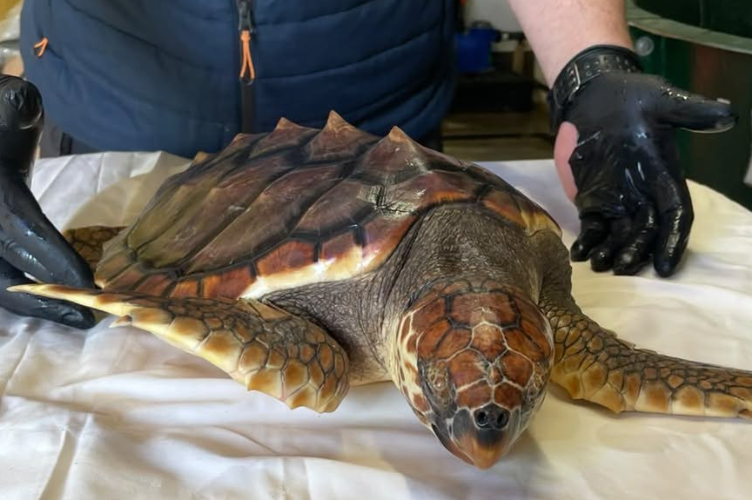 Betty, retrouvée sur une plage anglaise, s’apprête à être relâchée aux Açores