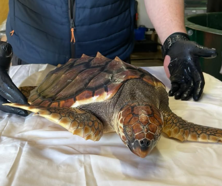 Betty, retrouvée sur une plage anglaise, s’apprête à être relâchée aux Açores