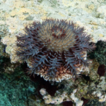 Grande Barrière de corail : éliminer les étoiles de mer nuisibles génère 20 millions de dollars pour l’économie locale