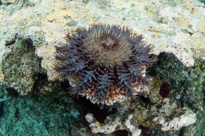 Grande Barrière de corail : éliminer les étoiles de mer nuisibles génère 20 millions de dollars pour l’économie locale