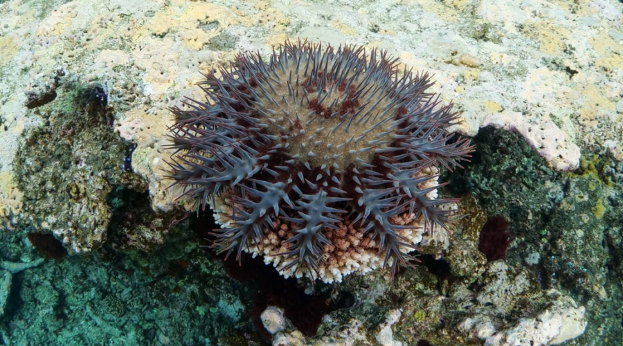 Grande Barrière de corail : éliminer les étoiles de mer nuisibles génère 20 millions de dollars pour l’économie locale