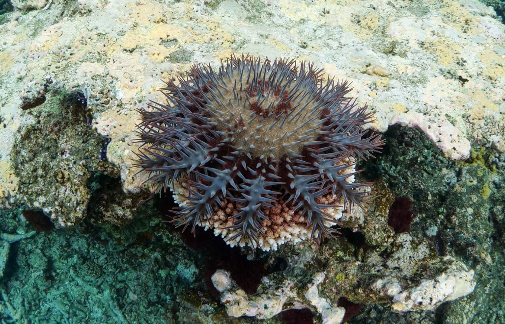 Grande Barrière de corail : éliminer les étoiles de mer nuisibles génère 20 millions de dollars pour l’économie locale