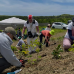 Plus de 680 000 arbres plantés pour renforcer la protection des côtes japonaises
