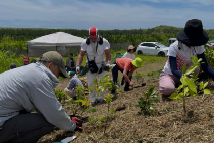 Plus de 680 000 arbres plantés pour renforcer la protection des côtes japonaises