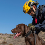 Joey, le chien pompier qui a retrouvé trois survivants