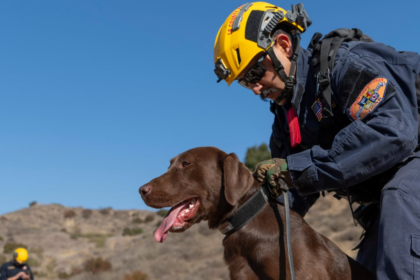 Joey, le chien pompier qui a retrouvé trois survivants
