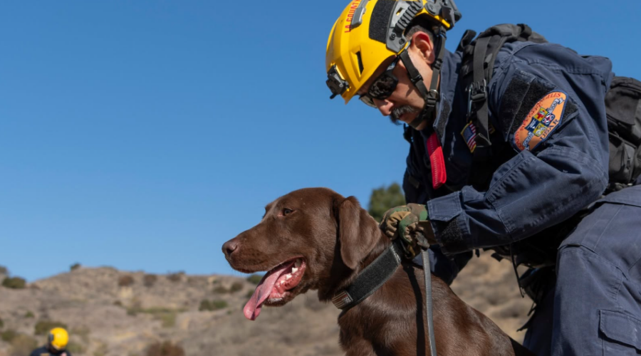 Joey, le chien pompier qui a retrouvé trois survivants