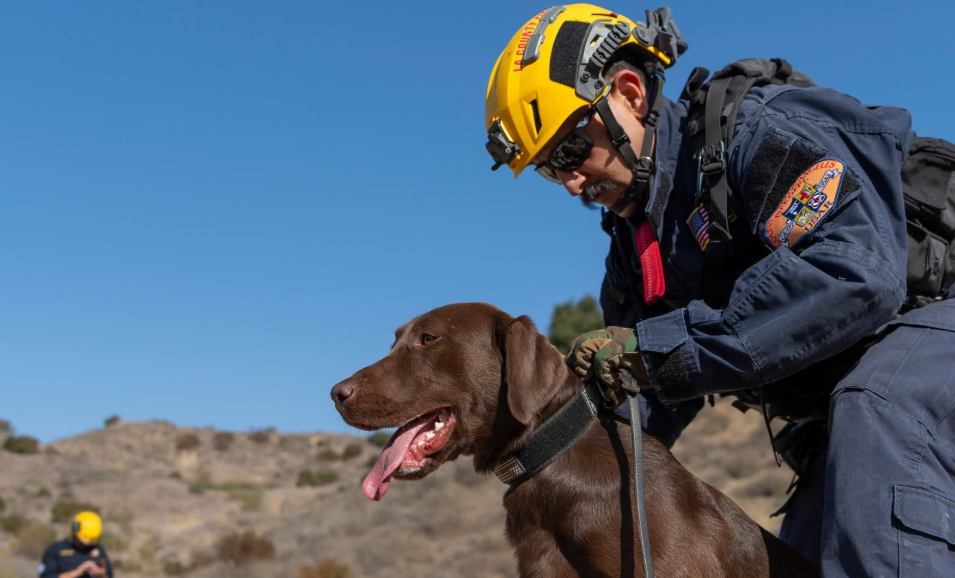 Joey, le chien pompier qui a retrouvé trois survivants
