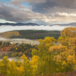 En Écosse, plus de 2,6 millions de jeunes arbres ont été recensés dans le parc des Cairngorms.